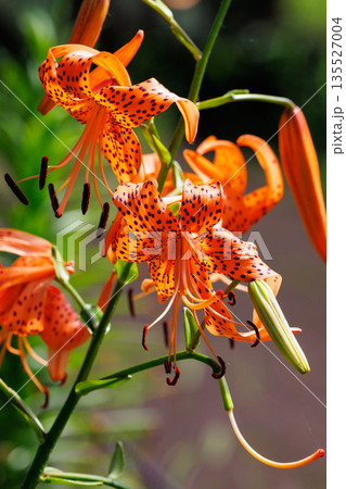 大輪の花を咲かせて珠芽（むかご）を付ける花　オニユリ 135527004