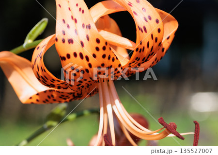 大輪の花を咲かせて珠芽(むかご)を付ける花 オニユリ 大輪の花を咲かせて珠芽(むかご)を付ける花 オニユリ 135527007