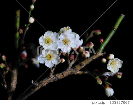 咲き始めた白梅の花 135527067