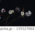咲き始めた白梅の花 135527068