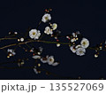 咲き始めた白梅の花 135527069