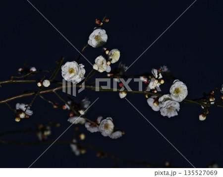 咲き始めた白梅の花 咲き始めた白梅の花 135527069