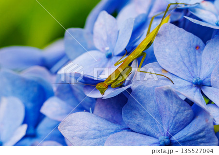 逆三角形の顔をしたハンター　カマキリ 135527094