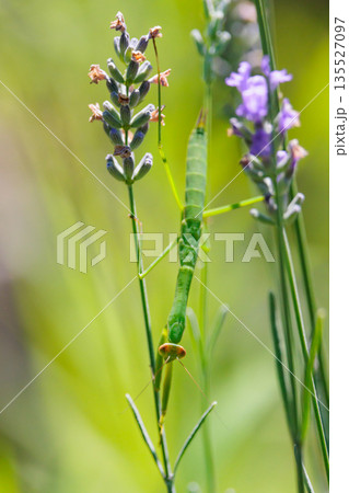 逆三角形の顔をしたハンター カマキリ 逆三角形の顔をしたハンター カマキリ 135527097