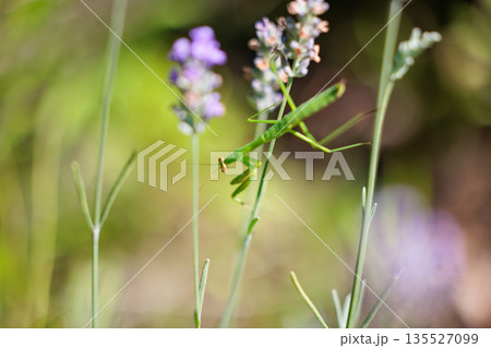 逆三角形の顔をしたハンター カマキリ 逆三角形の顔をしたハンター カマキリ 135527099