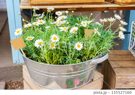 White daisy flowers in metal tub on wooden crates at outdoor garden shop in spring, plant decor 135527160