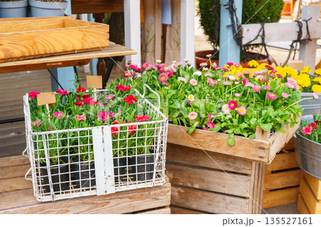 Spring red and yellow blooming flower seedlings in wooden crates at outdoor flower shop background Spring red and yellow blooming flower seedlings in wooden crates at outdoor flower shop background 135527161