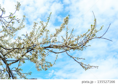 White spring blooming flowers on tree branch on blue sky background outdoors White spring blooming flowers on tree branch on blue sky background outdoors 135527166