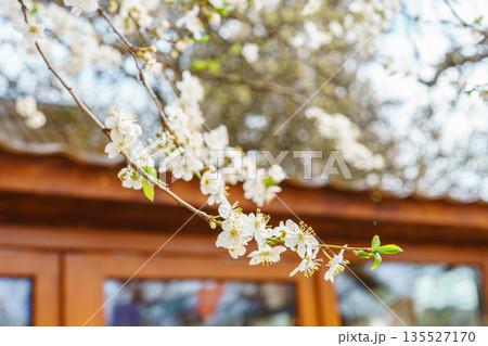 White spring blooming flowers on tree branch with soft bokeh background outdoors White spring blooming flowers on tree branch with soft bokeh background outdoors 135527170