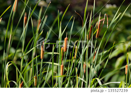 葉を編んでムシロや敷物を作ったガマ 135527239