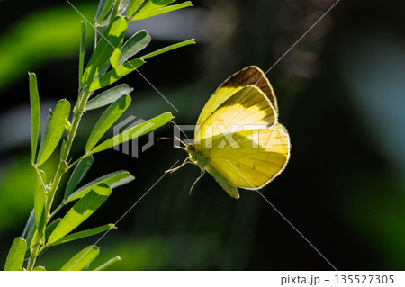 モンキチョウと似ているけど白い紋がないのがキチョウ モンキチョウと似ているけど白い紋がないのがキチョウ 135527305