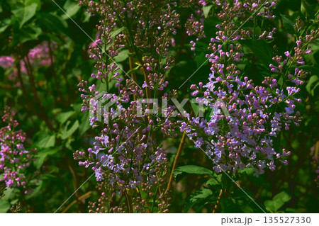 Pink tenderness.Spring branches of purple lilac in garden park 135527330