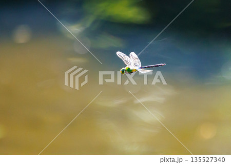 高速で巡回飛行する昆虫界最速の虫ギンヤンマ 135527340