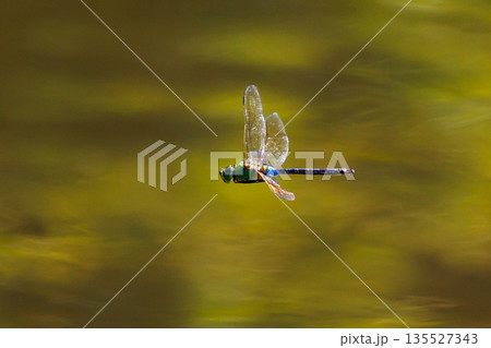 高速で巡回飛行する昆虫界最速の虫ギンヤンマ 135527343