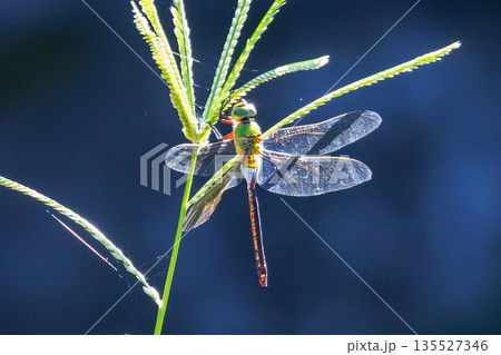 高速で巡回飛行する昆虫界最速の虫ギンヤンマ 135527346