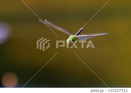 高速で巡回飛行する昆虫界最速の虫ギンヤンマ 高速で巡回飛行する昆虫界最速の虫ギンヤンマ 135527351