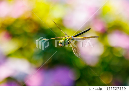 高速で巡回飛行する昆虫界最速の虫ギンヤンマ 高速で巡回飛行する昆虫界最速の虫ギンヤンマ 135527359