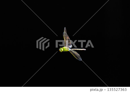 高速で巡回飛行する昆虫界最速の虫ギンヤンマ 135527363