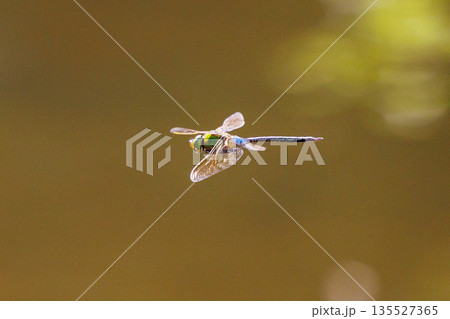 高速で巡回飛行する昆虫界最速の虫ギンヤンマ 135527365