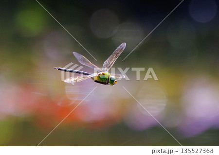 高速で巡回飛行する昆虫界最速の虫ギンヤンマ 135527368