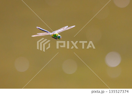 高速で巡回飛行する昆虫界最速の虫ギンヤンマ 135527374