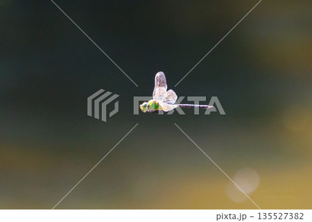 高速で巡回飛行する昆虫界最速の虫ギンヤンマ 135527382