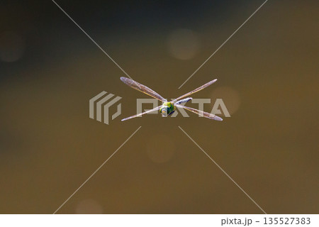 高速で巡回飛行する昆虫界最速の虫ギンヤンマ 135527383