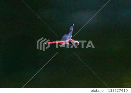 高山から学校のプールまで広く生息する赤とんぼの仲間コノシメトンボ 135527410