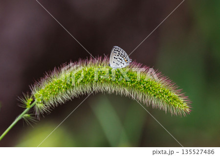 後翅にツバメのような尾状突起があるツバメシジミ 135527486