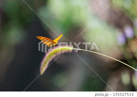 毒蝶のカバマダラに擬態する蝶 ツマグロヒョウモン 毒蝶のカバマダラに擬態する蝶 ツマグロヒョウモン 135527513