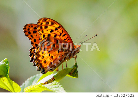 毒蝶のカバマダラに擬態する蝶　ツマグロヒョウモン 135527522