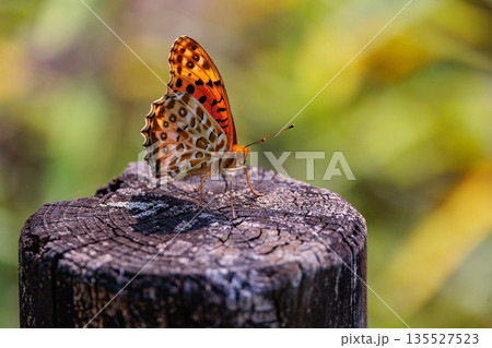 毒蝶のカバマダラに擬態する蝶　ツマグロヒョウモン 135527523