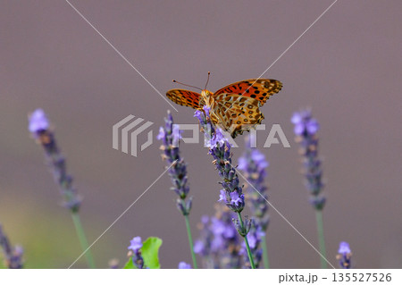 毒蝶のカバマダラに擬態する蝶 ツマグロヒョウモン 毒蝶のカバマダラに擬態する蝶 ツマグロヒョウモン 135527526