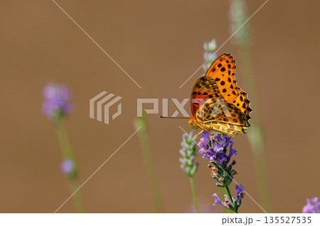 毒蝶のカバマダラに擬態する蝶 ツマグロヒョウモン 毒蝶のカバマダラに擬態する蝶 ツマグロヒョウモン 135527535