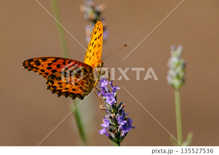 毒蝶のカバマダラに擬態する蝶　ツマグロヒョウモン 135527536