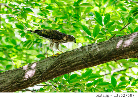 近年は都会にも進出する鷹狩りにも使われた小型の猛禽類 ツミ 近年は都会にも進出する鷹狩りにも使われた小型の猛禽類 ツミ 135527597