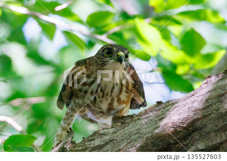 近年は都会にも進出する鷹狩りにも使われた小型の猛禽類　ツミ 135527603