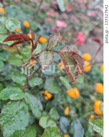 Close-up of dewy rose leaves with vibrant orange flowers in a garden setting during rain 135527642