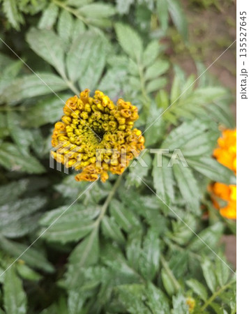 Close-up of vibrant yellow and orange lantana flowers with lush green foliage in a natural garden setting 135527645