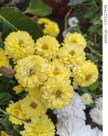Close-up of vibrant yellow and white flowers in a garden with lush green leaves and natural sunlight 135527646