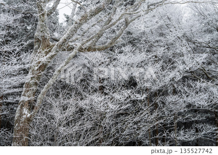 厳冬の森 135527742