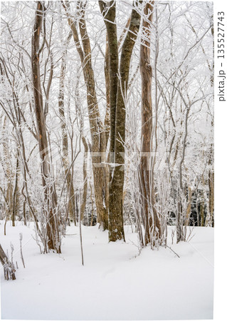 厳冬の森 135527743