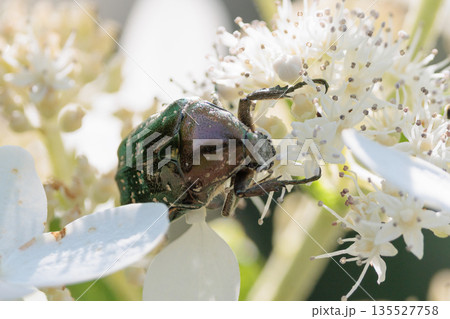 花に潜って受粉を助ける甲虫　ハナムグリ 135527758
