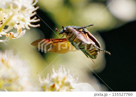 花に潜って受粉を助ける甲虫 ハナムグリ 花に潜って受粉を助ける甲虫 ハナムグリ 135527760