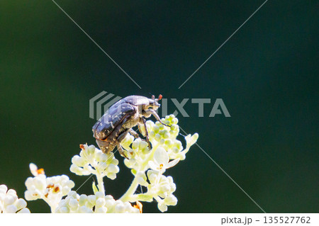 花に潜って受粉を助ける甲虫 ハナムグリ 花に潜って受粉を助ける甲虫 ハナムグリ 135527762