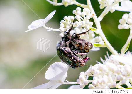 花に潜って受粉を助ける甲虫　ハナムグリ 135527767