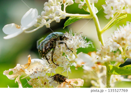 花に潜って受粉を助ける甲虫　ハナムグリ 135527769