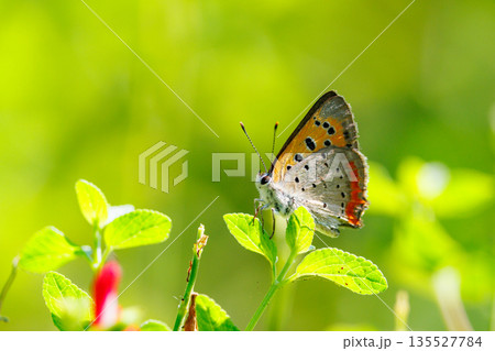 日当たりの良い草原で見られる赤褐色の小さくて綺麗な蝶ベニシジミ 135527784