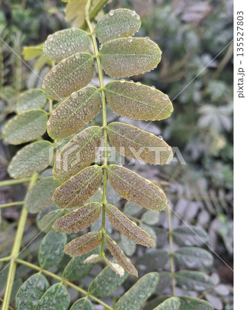 Close-Up Of Dewy Leaflets On A Green Compound Leaf With Water Drops 135527803