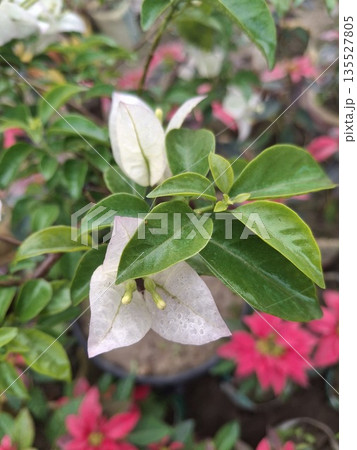 Close-up of white and green leaves with pink flowers in garden during daytime 135527805